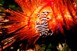 A zebra crab hitches a ride on a fire urchin in Kaputian ... by Carlos Munda 